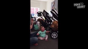 130K views · 620 reactions | This sweet baby can't get enough of this adorable dog eating bubbles. | Poke My Heart | Facebook