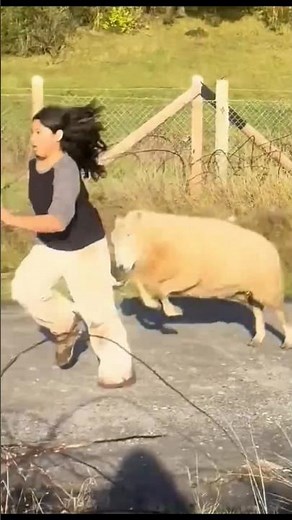 Funny animals videos #funny #animals #shorts