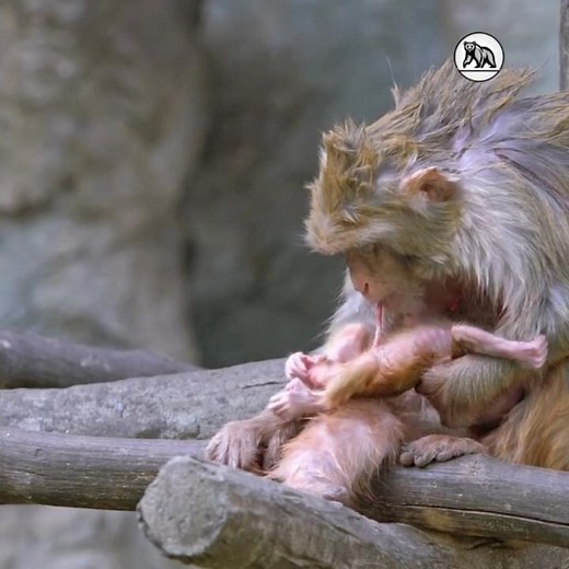 Monkey Gives Birth and Welcomes Newborn Baby #monkey #newborn #wildlife #explore #nature na