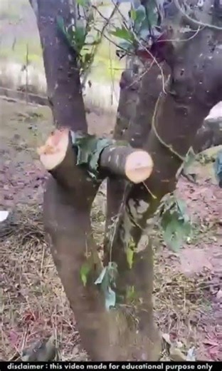 One of the fastest machines for cutting tree branches