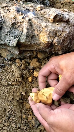 amazing! Gold Nuggets Found Digging in the Dirt!