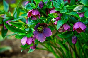 How to be successful with hellebores
