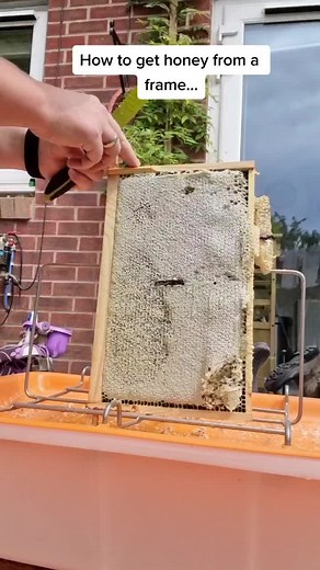 Honey Extraction: Tips and Techniques for Beekeepers