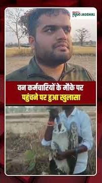 Seoni में GPS और कैमरा लगा गिद्ध मिला, गिद्ध को देख मचा हड़कंप