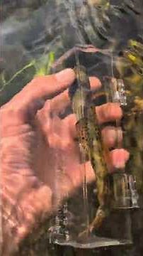 DAD build: Making a plexiglass TROUT viewing box #fishing #diy