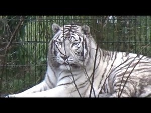 vomit white tiger