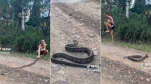 Lady tries to move python with hands and gets attacked, peeps have jokes