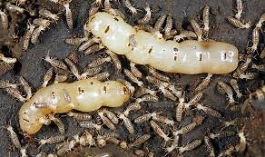 Termite Facts for Kids
