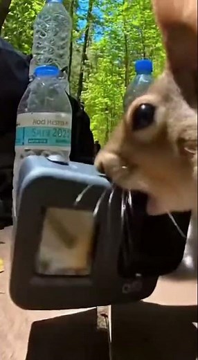 🐿️ Squirrel Steals GoPro, Films Epic Adventure