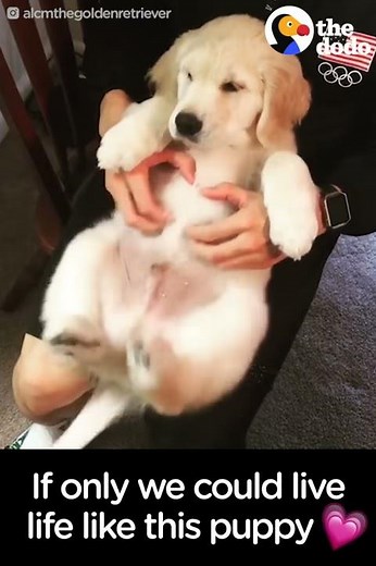 Puppy LOVES being Tickled | The Dodo