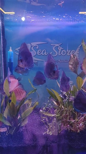 Exotic Discus Fish 🐟🔥 | Most Beautiful Aquarium Fish in the World #Shorts