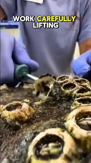 Sea Turtle Gets Barnacles Removed and Looks Completely New #turtle #animals #wildliferescue