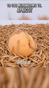 🐛 Mealworms vs. Apricot🍑 Visit https://wormlapse.info and share your ideas on what to feed the worms! #food #timelapse #Mealworms | WormLapse