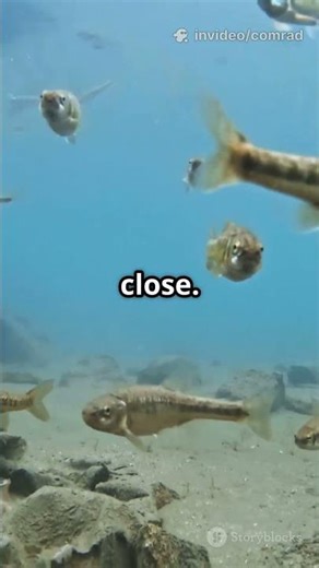 Scorpaena scrofa fish Oceanic Life Explainer #facts #reeflife #coniferoustree