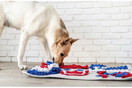 Fun Indoor Games to Play With Your Dog