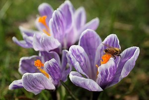 Got Allergies? Find Out the Pollen Count in Doylestown Today