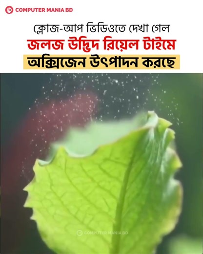 ক্লোজ-আপ ভিডিওতে দেখা গেল জলজ উদ্ভিদ রিয়েল টাইমে অক্সিজেন উৎপাদন করছে।