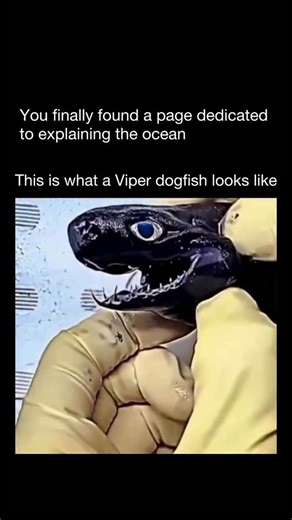 Explaining The Ocean on Instagram: "A viper dogfish is a small, deep-sea shark known for its eerie look and snake-like hunting style. It lives in very deep, dark parts of the ocean and is rarely seen by humans. What makes it stand out is its long, needle-sharp teeth and flexible jaws, which let it snap up prey quickly in low-light conditions. It has large eyes for seeing in the dark and a slim body built for ambush. Even though it looks intimidating, it’s harmless to humans and mainly feeds on s