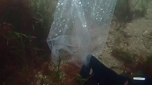 Rare red handfish returned to Tasmanian wild after riding out marine heatwave in tank