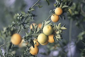 The Citrus Tree: Multiple Kinds of Fruit, One Tree