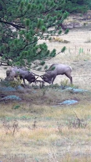 Watch those two elks fight 🔥#elk