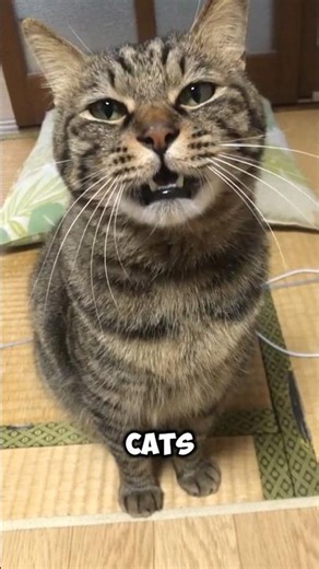5 Fun Facts About Tabby Cats 😻🐾