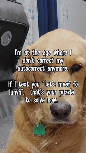 1.7K views · 24 reactions | Need a decoder ring... 來 . . . #goldenretriever #doglife #dogsofinstagram #doglovers #dogstagram #goldenlove #doggo #dogreels | Goldengirlswi | Facebook