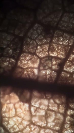 Dead Pin Oak leaf under microscope #microscope #botany #science