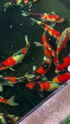 The fish swim together beautifully.