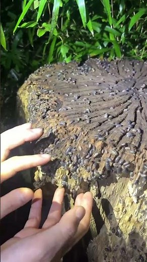 雨上がりの林で大量のダンゴムシに遭遇🎵 #しらたん先生