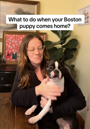 Essential Tips for Bringing Home a Boston Puppy