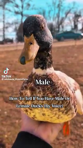 How to tell if you have a male or female duck🦆
