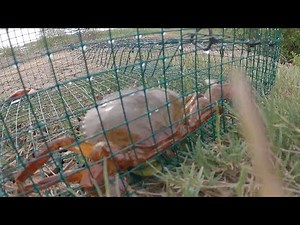 MAKE Crab Trap WITH 4 WIRE