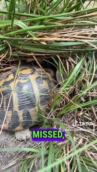 Spotting Tiny Tortoises in the Wild