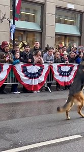 Cadence Carried by Paws” | German shepherds