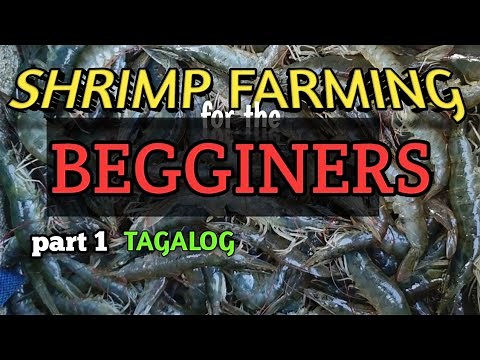 SHRIMP FARMING FOR THE BEGGINERS_p1