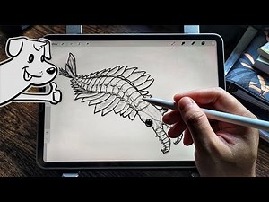 How to draw Anomalocaris the “Abnormal Shrimp” 🦐