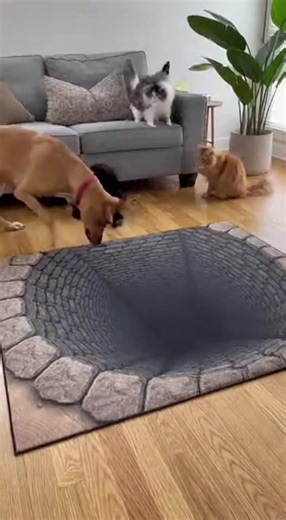 Cats fight like crazy