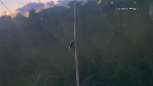 Butterfly Pavilion completes firefly lifecycle breakthrough