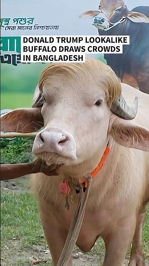 'Donald Trump lookalike buffalo' draws crowds in Bangladesh | AFP