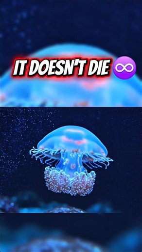 ​The Only Animal That Can Reverse Its Own Aging 🧬🪼