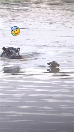 ANTELOPE CAUGHT BETWEEN A HIPPO AND WILD DOGS!#animals
