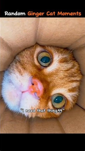 Random ginger cat moments ❣