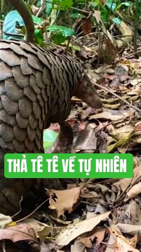 Thả con Tê Tê Java Quý hiếm Sách Đỏ Việt Nam về lại thiên nhiên