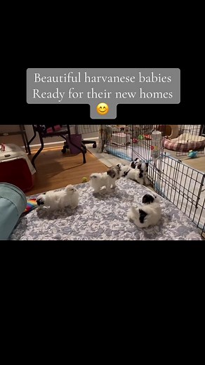 Havanese 🎀 Perfect for First-Time Dog Owners! | 1 Minute Animals Meet delightful Havaneses, a small breed with a big heart. Known for their silky coats and affectionate nature, they're not just adorable; they're also highly adaptable and easy to train. Originating from Cuba, these little companions bring joy and love, making them an ideal choice for first-time dog owners. #havanese #havanesedog #havaneselove #havaneselife #havanesepuppy #havaneselover #creatorsearchinsights @Copper_Canyon_Doodl