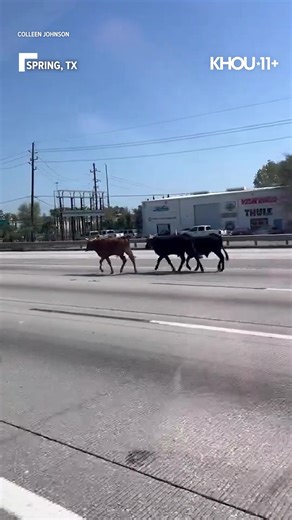 1.1M views · 7.6K reactions | The cow escape caused a big traffic delay as deputies tried to contain them. More: https://www.khou.com/article/news/local/harris-county/bull-loose-north-harris-county/285-97bc8838-5a81-426d-a115-10e84e96126e?utm_medium=social&utm_source=facebook_KHOU_11_News | KHOU 11 News | Facebook