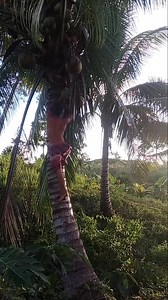 Woana😂 | Batang Salawayon Vlog