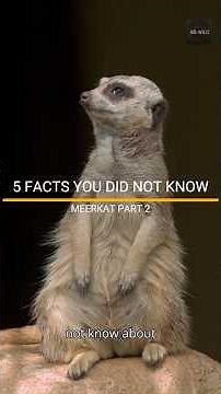 FACTS YOU DID NOT KNOW ABOUT THE MEERKAT PART 2. #meerkats