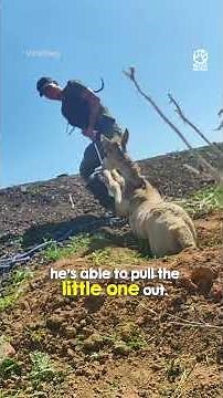 Desperate mama horse begs for help #rescue #animals