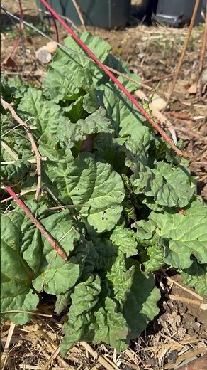 Early Spring Garden: Rhubarb Awakening
